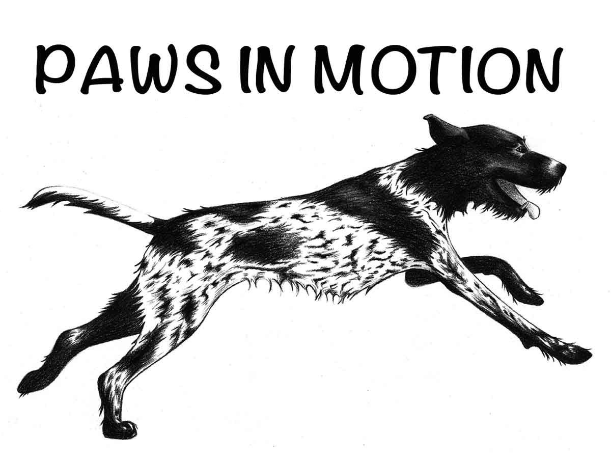 Header Paws in Motion Hundephysiotherapie und Hundeosteopathie